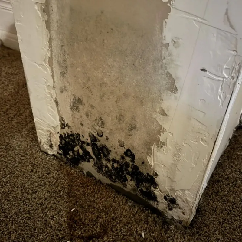 Professional Mold Removal in Shutesbury, MA